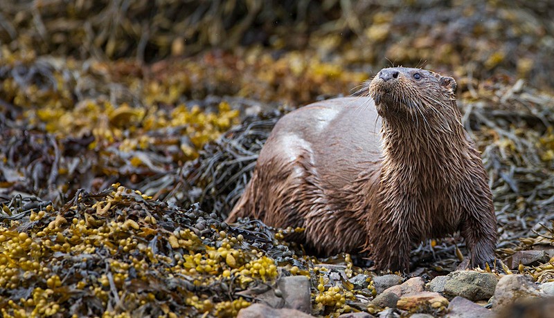 OTTER, ISLE OF MULL, SCOTLAND - OTTERS, ISLE OF MULL, SCOTLAND