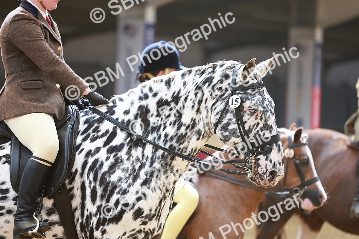SBM_12634 - Class 103 - HOYS Veteran Qualifier - Ridden Pre Vet