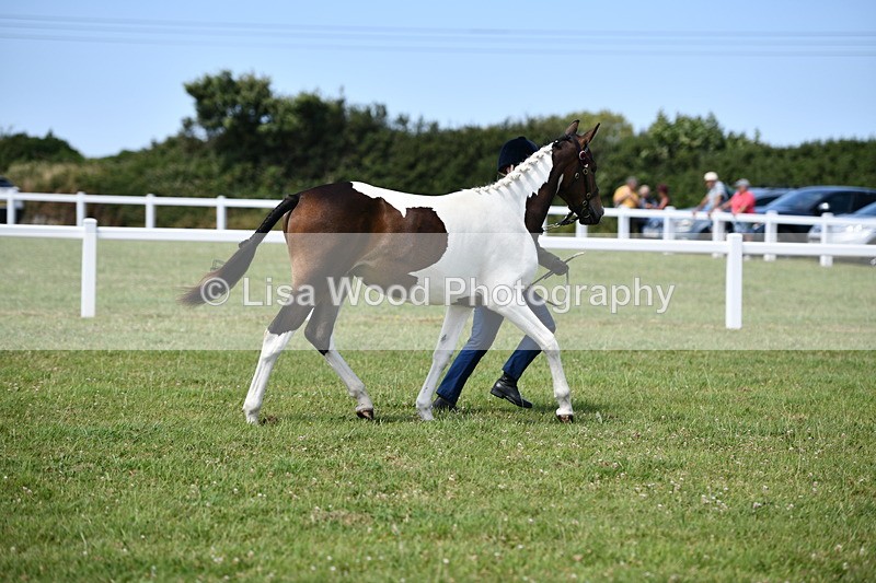 DSC_7485 - Class 63: Coloured Horse Youngstock