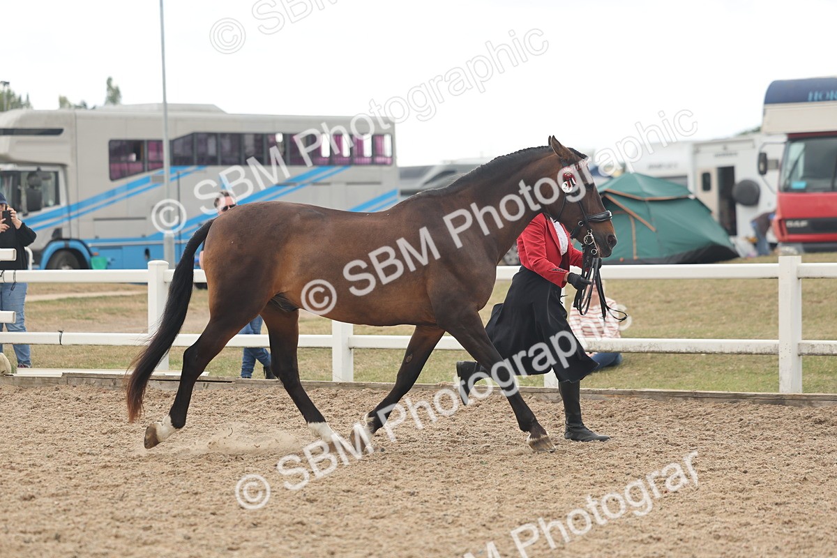 SBM_07634 - Class 26 - IH Foreign Breeds - Part Bred
