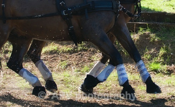 _DSC0237 - Ashfields Carriage & Polo Club