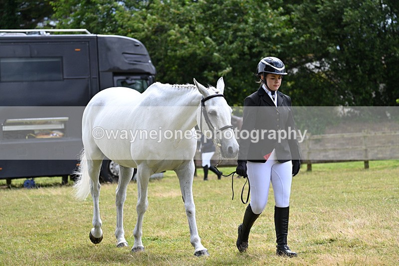 WJ7_6841 - Class 5a Most Handsome Gelding in Hand