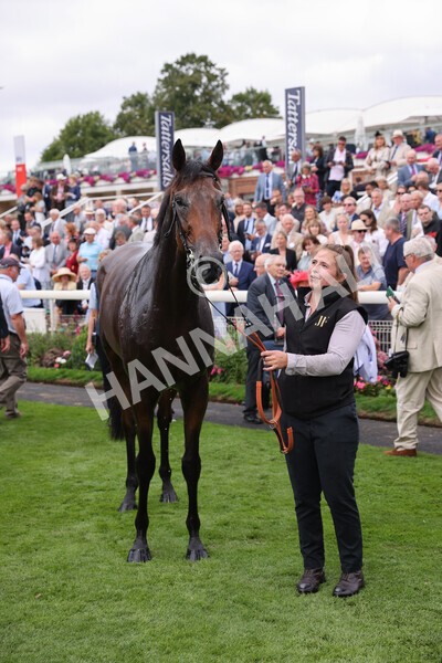 yr17082022r3-62 - Race 3 3.00pm Sky Bet Great Voltigeur Stakes