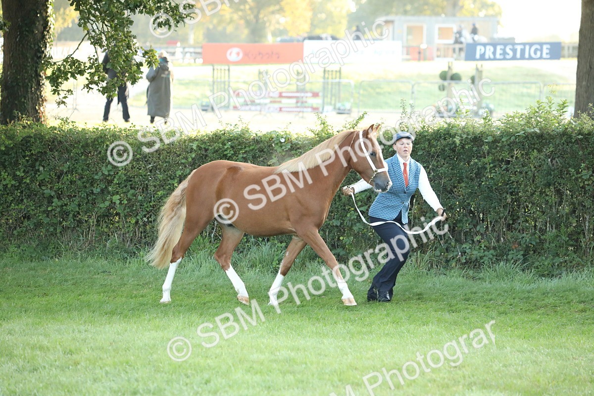 SBM_57785 - S42 - Youngstock