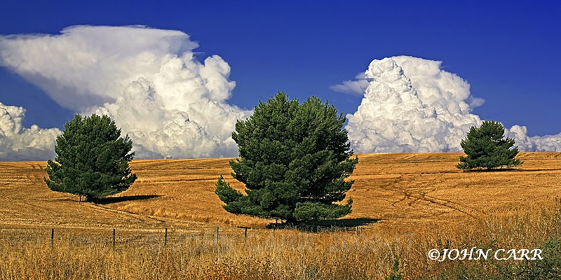 Three Trees and Two Storm Clouds
