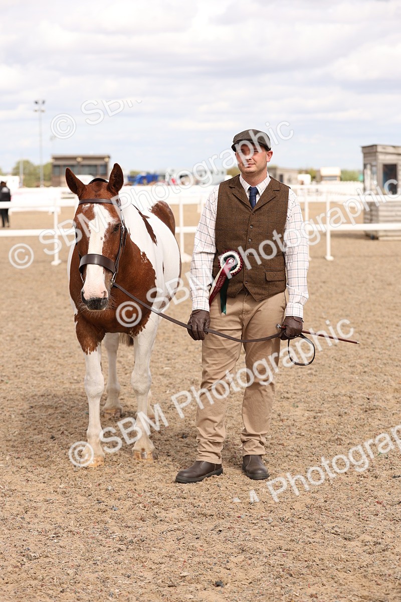 SBM_15413 - Class 210- IH Show Horse