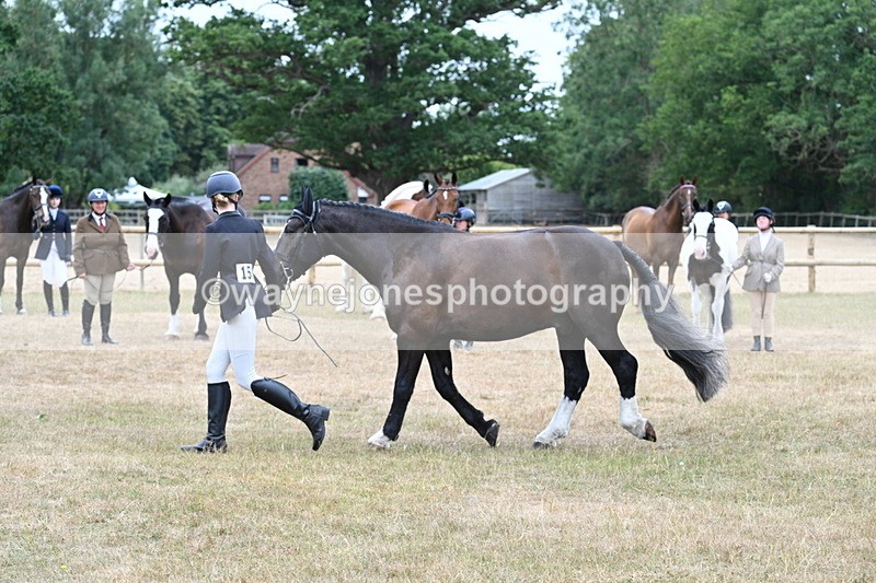 WJ7_0109 - Class 5a Most Handsome Gelding (above 14.2hh)