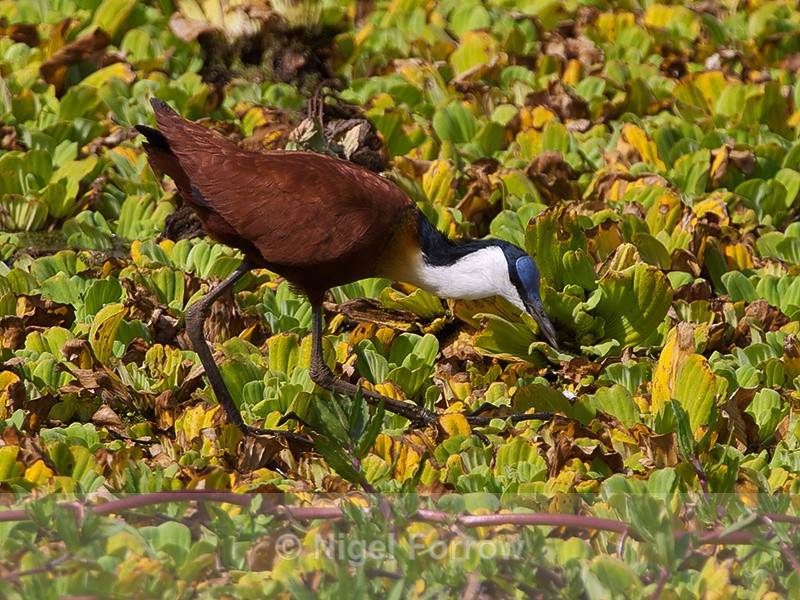 African Jacana (adult) walking on water plants - African Jacana