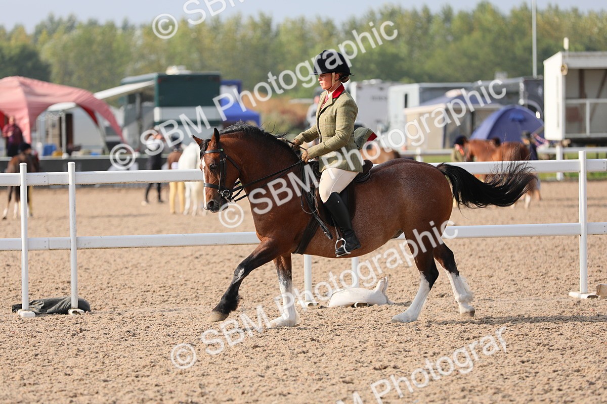 SBM_10102 - Class 302 Ridden M&M -Large Breeds
