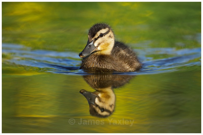 Duckling Reflection on Flag Iris - Latest Work