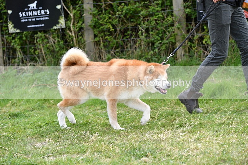 WJ5_9977 - Class 5 Best Veteran / 7 years & over