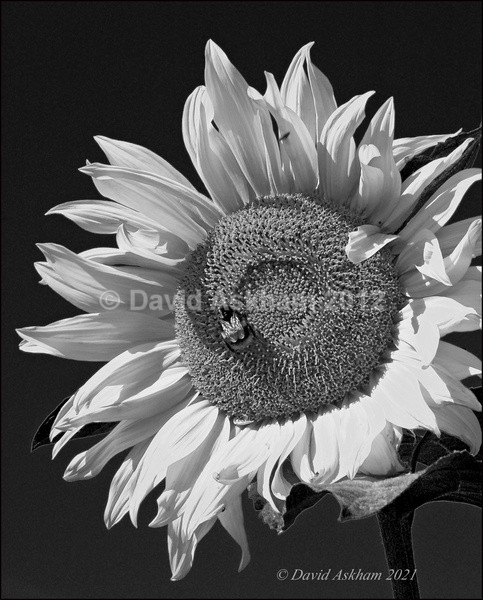 Sunflower - Leica Digilux 2