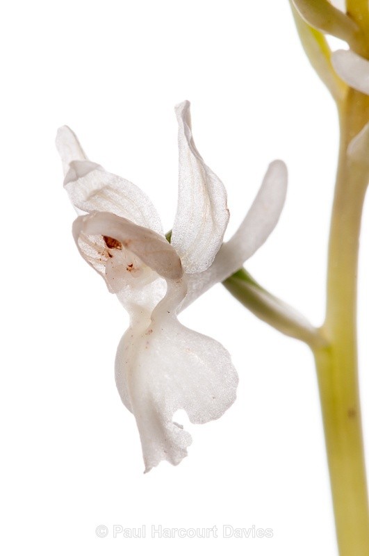  - WB: Orchids - Orchis