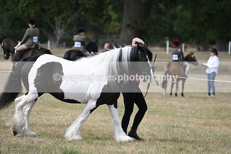 WJ6_6425 - Class 20 In-hand Cob