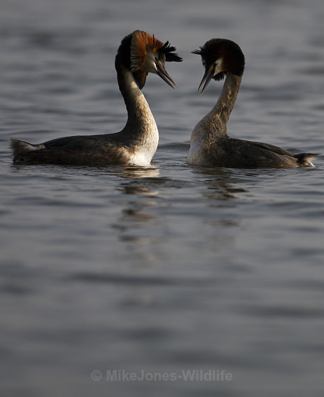 GREAT CRESTED GREBE ref Grebe 7 - GREAT CRESTED GREBES