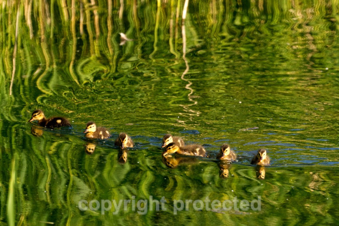 Mallard Ducklings - Lackford Lakes - Suffolk - Birds