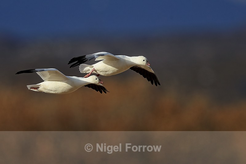 Pair of Ross's Geese flying, Bosque del Apache, New Mexico - Ross's Goose