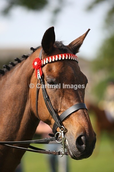 MBJ_3620 - Morecambe Bay Riding Club June 2011 - Ridden Showing