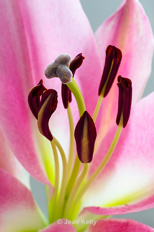 Pink Lily - DSC_4133 - Pink