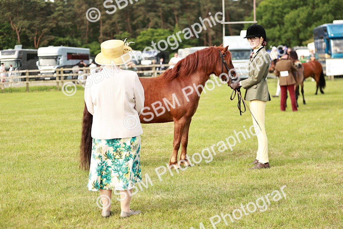 SBM_00486 - Class 14-23 - Mountain & Moorland In Hand Non Welsh