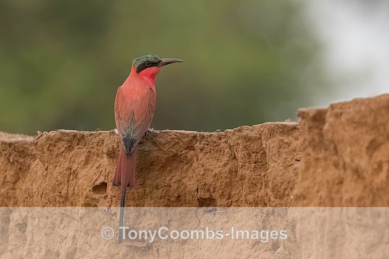 Carmine Bee-eater - Mana Pools ~ The Birds
