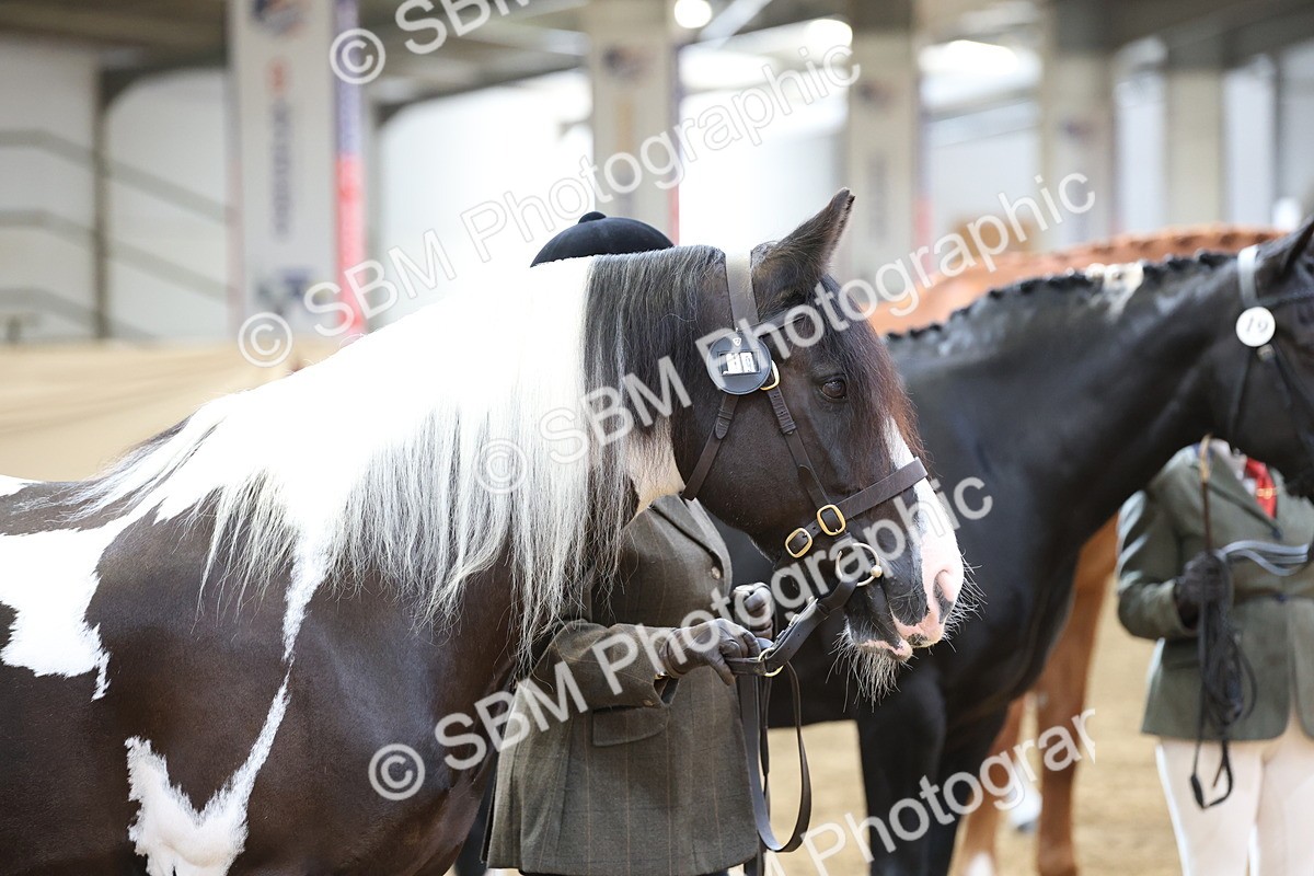 SBM_23306 - Class 903 - Supreme Final - IH Pre Vet