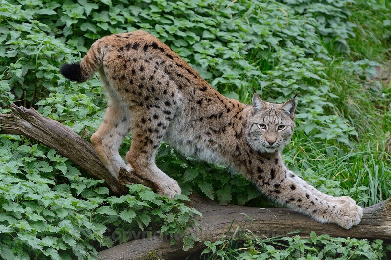 lynx - Big Cats
