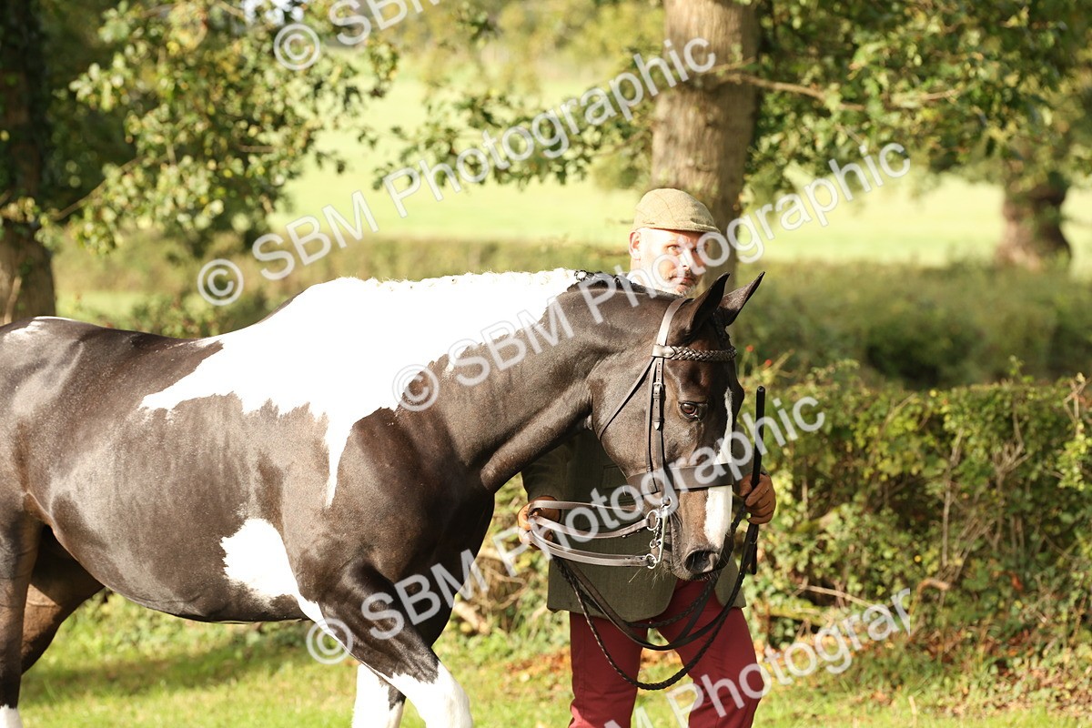 SBM_56769 - S54 - Piebald & Skewbald Horse In Hand