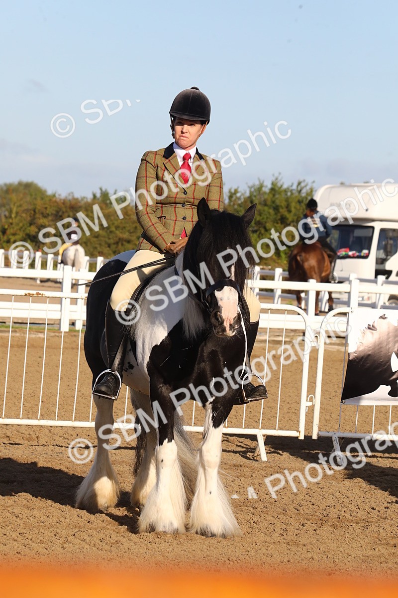 SBM_07886 - Class 501 - Riding Club Pony