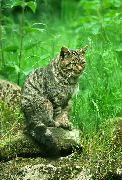 Scottish Wildcat - Mammals