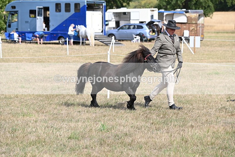 WJ6_6808 - Class 21 Shetland & Mini Horses