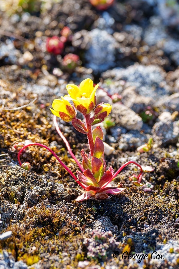 Svalbard Spider plant - Svalbard - Realm of the Polar Bear