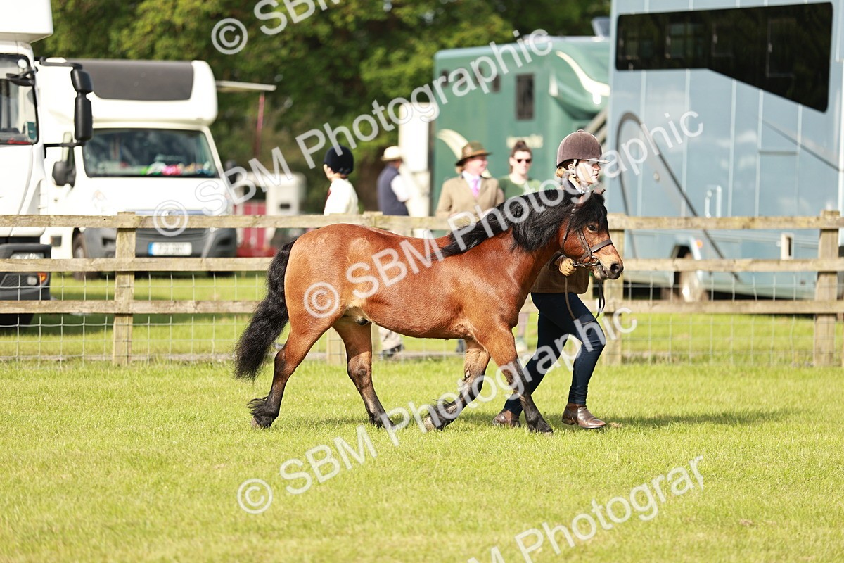 SBM_00578 - Class 14-23 - Mountain & Moorland In Hand Non Welsh