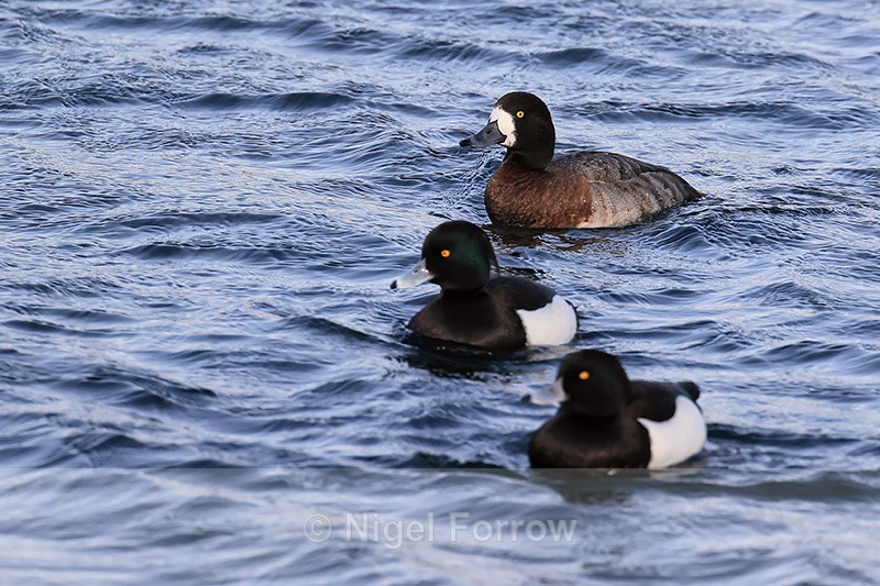 Scaup (female) & Tufted Ducks (males), Farmoor Reservoir, Oxfordshire - Scaup