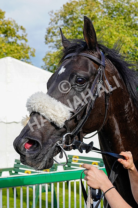050926-Race 7-Andesite-6 - Race 7 5pm Thirsk Racecourse Ideal Conference & Events Venue Handicap (Div I)