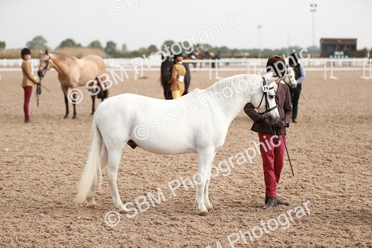 SBM_10562 - Class 204 Young Handler, 11-16 years
