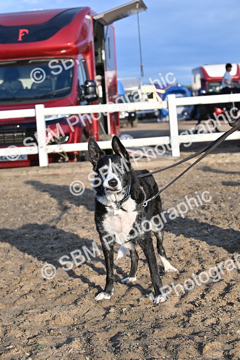 SBM_09478 - Lorry Dogs