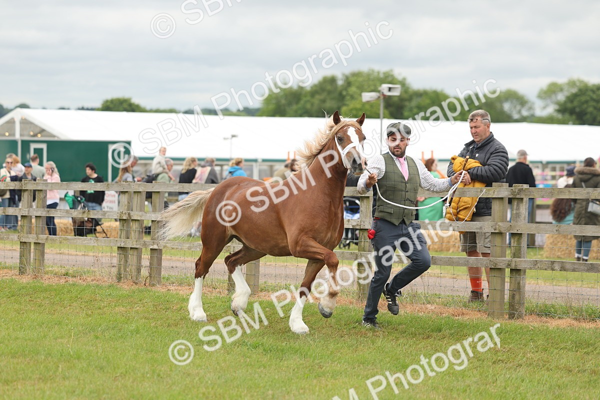 SBM_04951 - Class 50-57 - M&M Welsh Pony In Hand