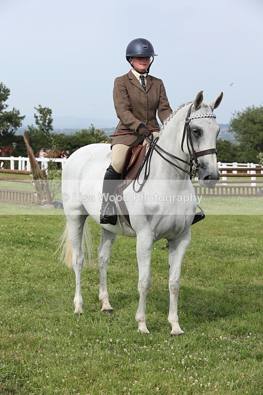 JPP_4325 - Class 25: Working Show Horse