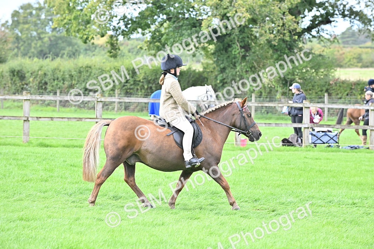 SBM_44469 - S13 - Pony Club Pony