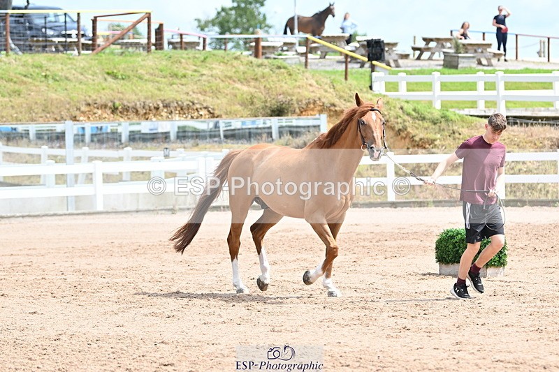 240717A-144500-02258 - Trot Up 2pm to 3pm - This folder is not in time order