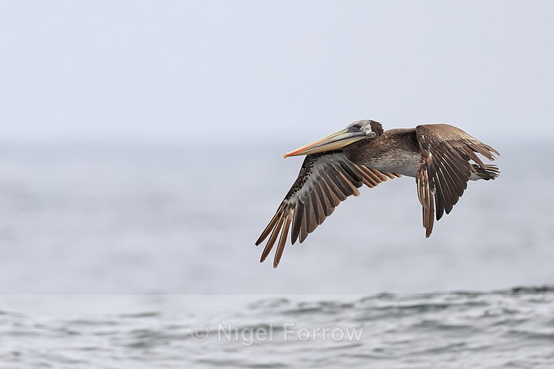 Peruvian Pelican flying wings down, near Chanaral Island, Chile - Peruvian Pelican