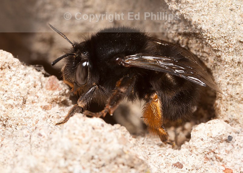 Anthophora plumipes (f)