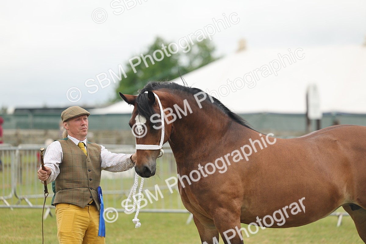 SBM_04945 - Class 50-57 - M&M Welsh Pony In Hand