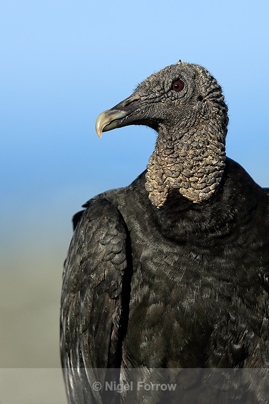 American Black Vulture close-up, Corcovado NP, Costa Rica - American Black Vulture
