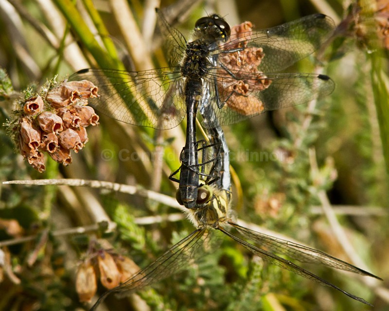 Darters - Dragons