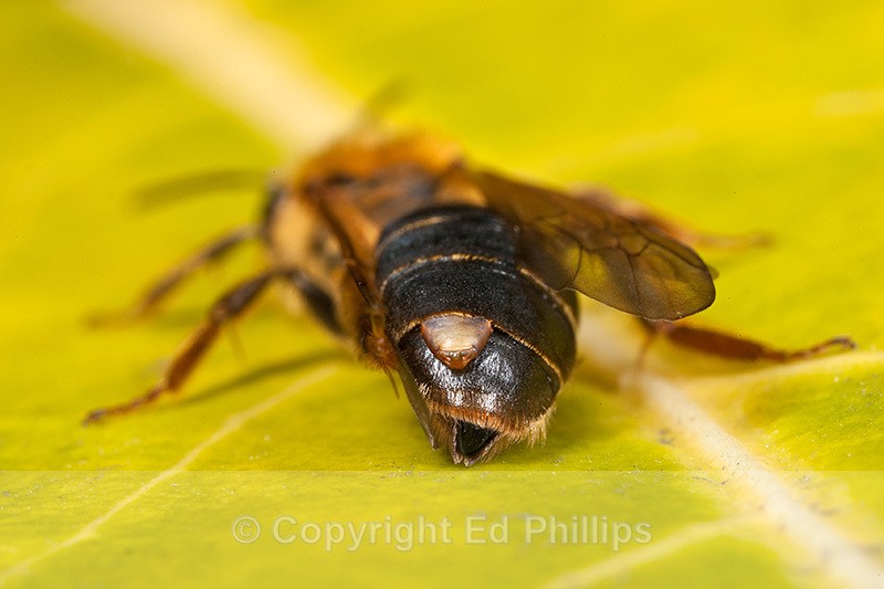 Stylopised Andrena - Andrena carantonica