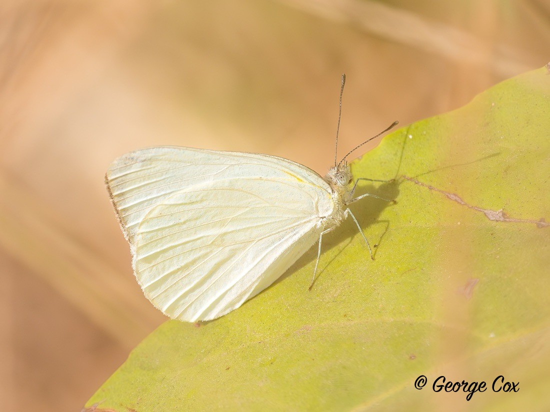Yellow Albatross - Gambia 2025