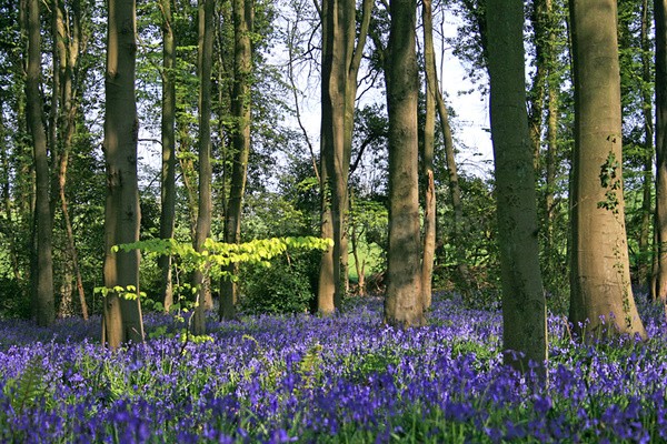 Bluebell wood  _S064 - Woodland scenes & flowers