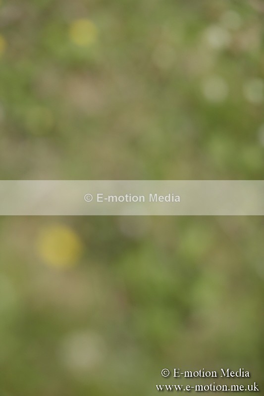 BVR160717-671 - Class 1 & 23a Dressage 16/07/17